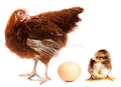Over een kip, een ei en een kuiken
